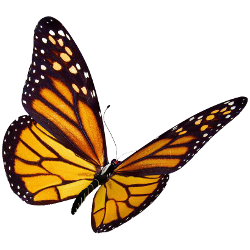 monarch-butterfly2
